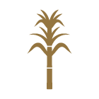 Honkaku-Spirits_KOKUTO-SUGAR